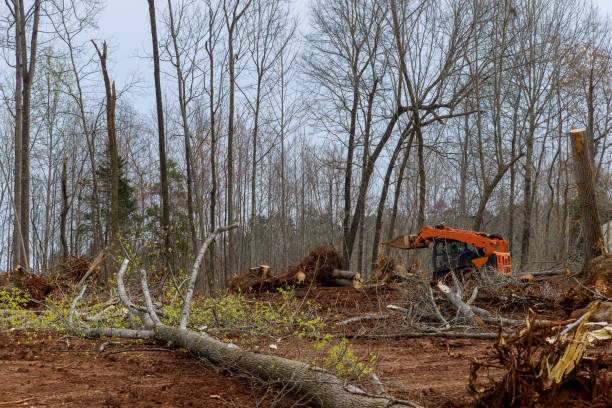 Leaf Removal in Sand Point, AK